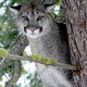 Illustration for article titled Forget Leopards, there are Cougars Prowling the Microsoft Campus